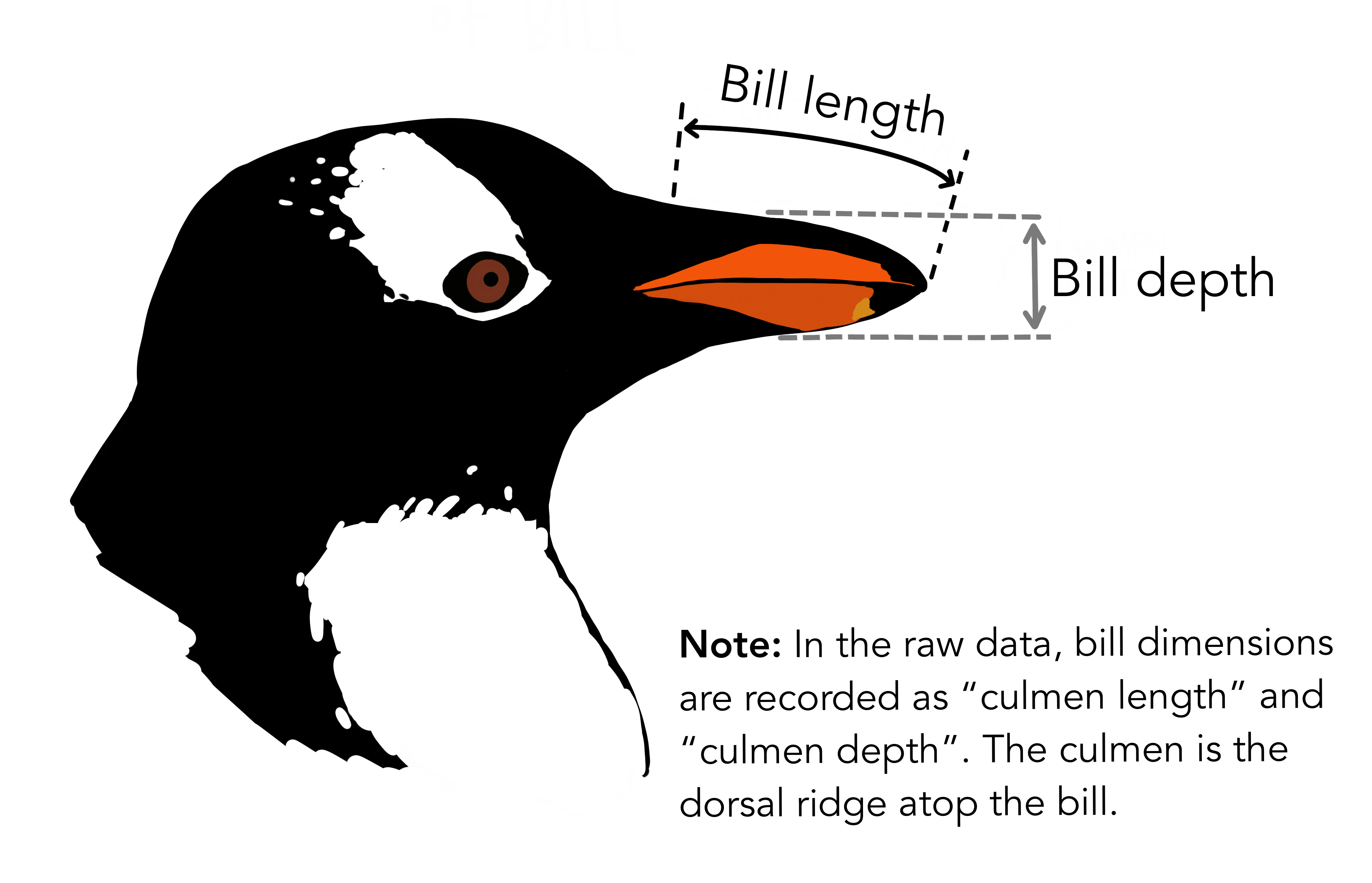 Allison Horst illustration of bill length and depth