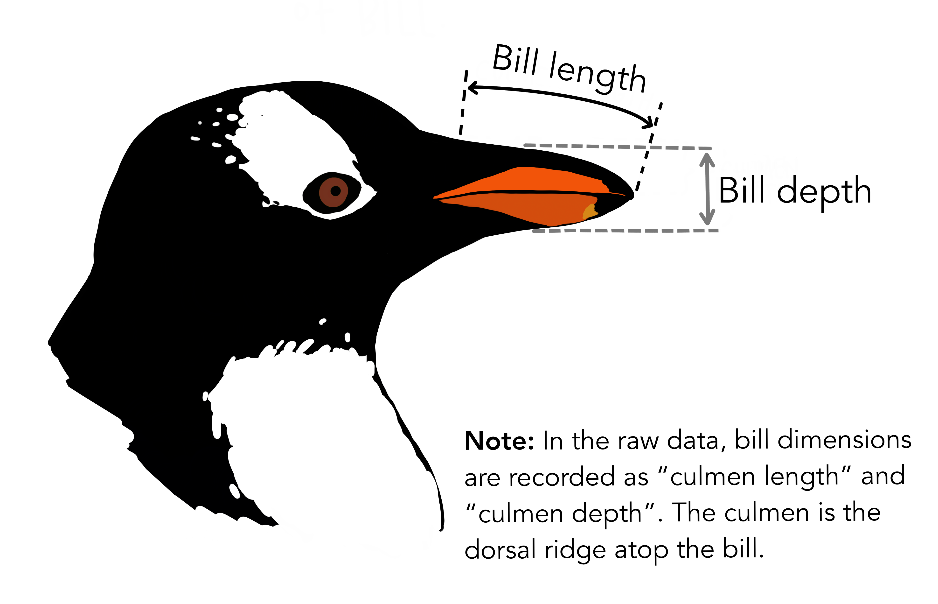 Illustration of bill (culmen) length and depth. Artwork by @allison_horst.